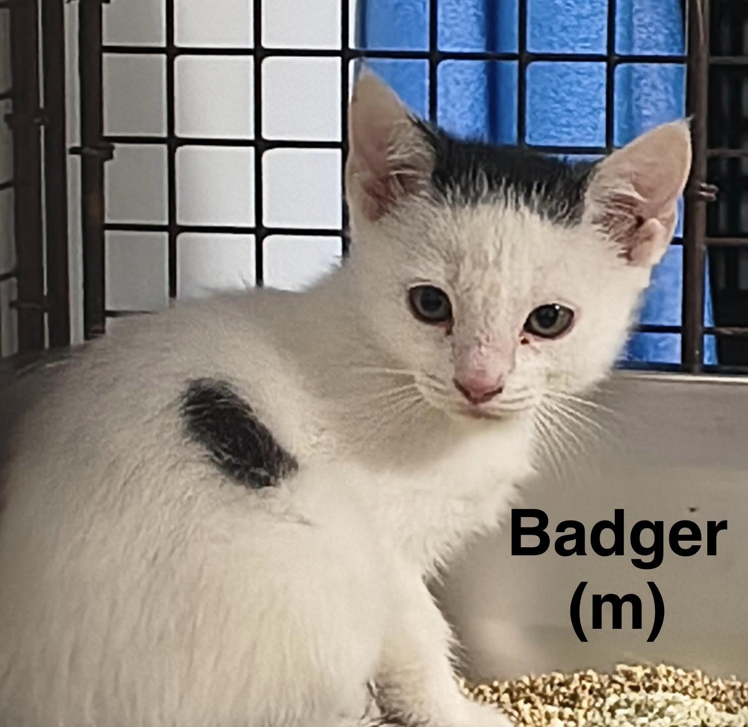 Enlarge Badger, a Adoptable Domestic Short Hair in Saugerties, NY image 1/1