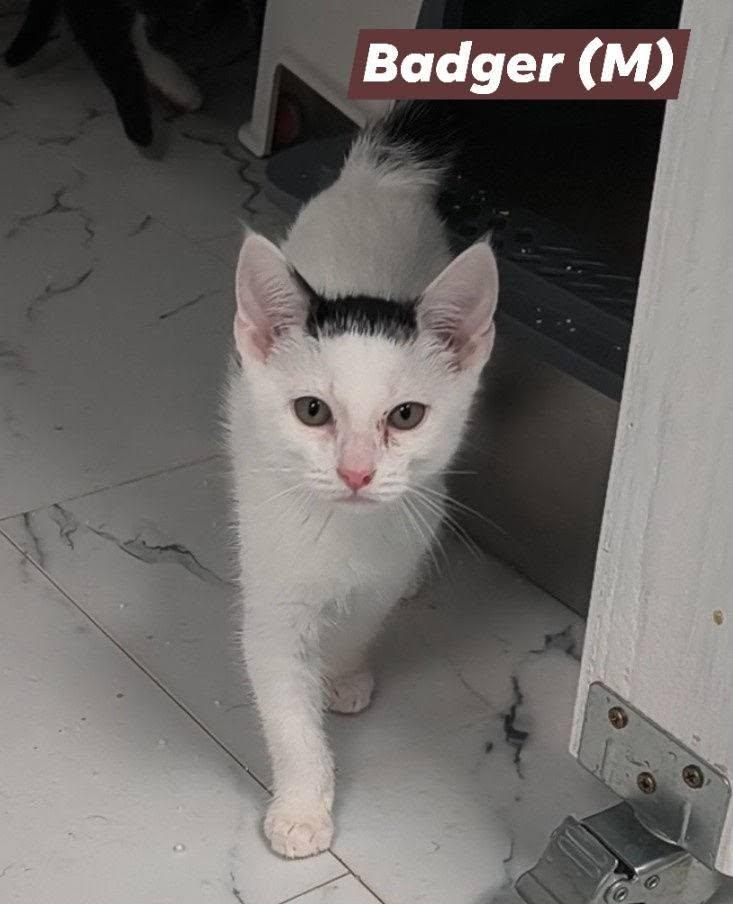 Badger, a Adoptable Domestic Short Hair in Saugerties, NY image 2/2