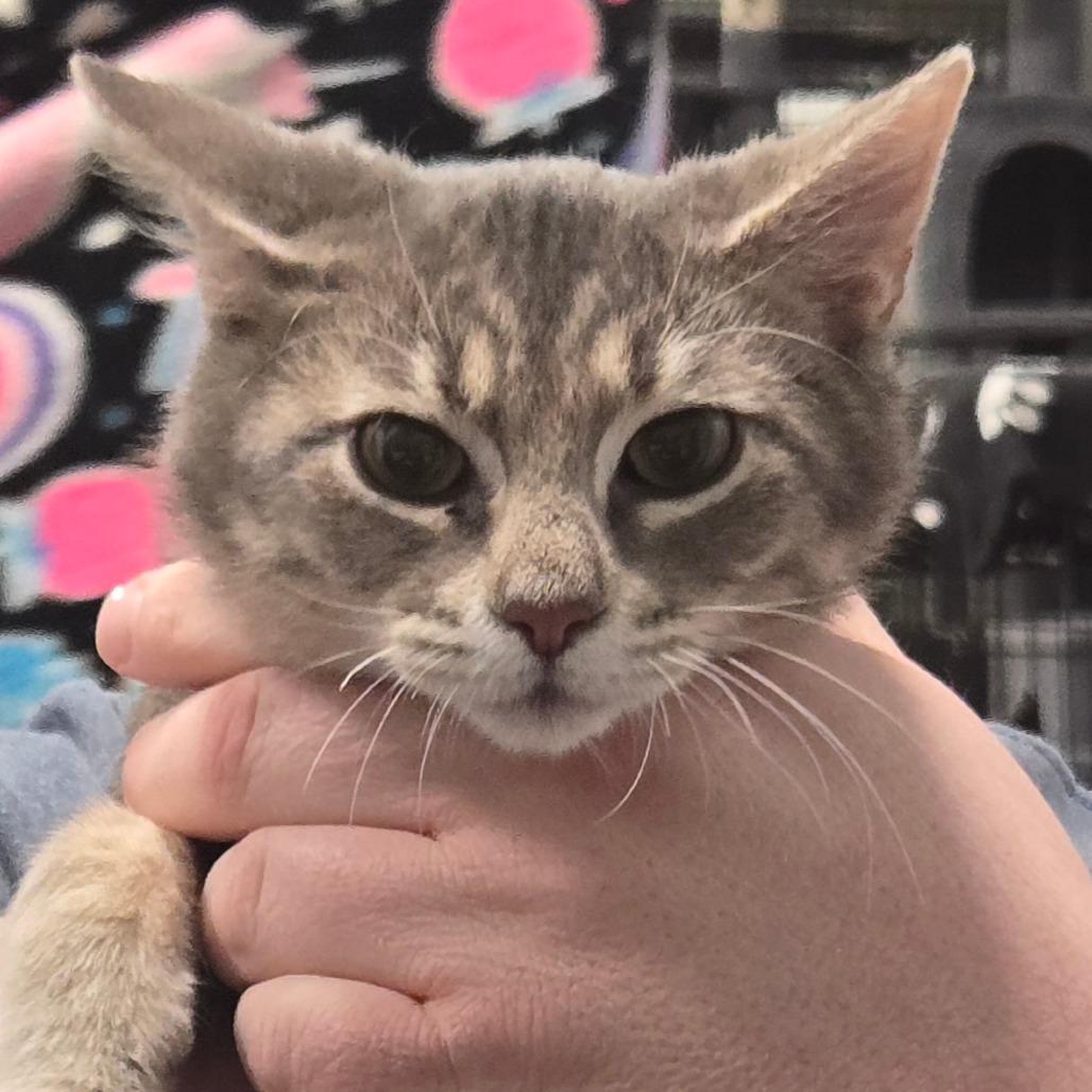 Pancake, Adoptable, Kitten Male Domestic Short Hair.
