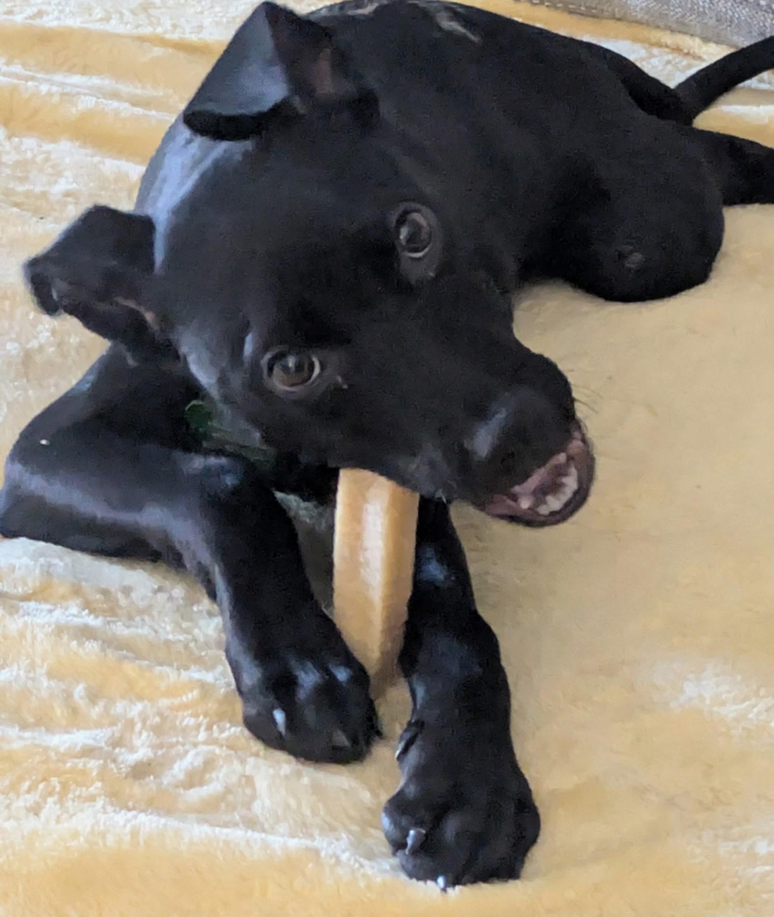 Enlarge COLT, a Adoptable mixed breed in fort worth, TX image 1/6