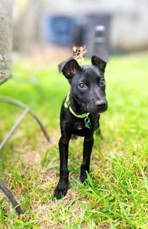 Enlarge COLT, a Adoptable mixed breed in fort worth, TX image 6/6