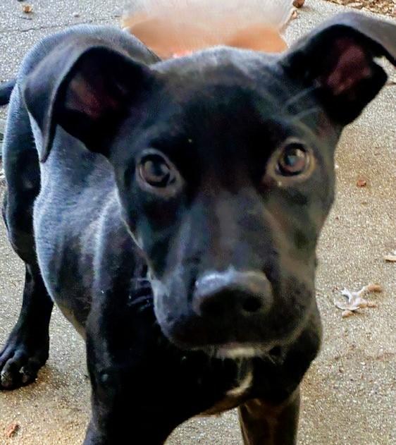Enlarge COLT, a Adoptable mixed breed in fort worth, TX image 2/6
