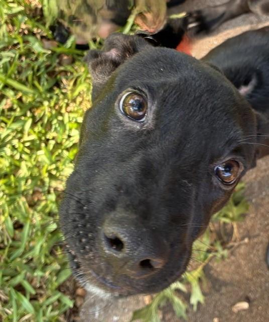 Enlarge COLT, a Adoptable mixed breed in fort worth, TX image 4/6