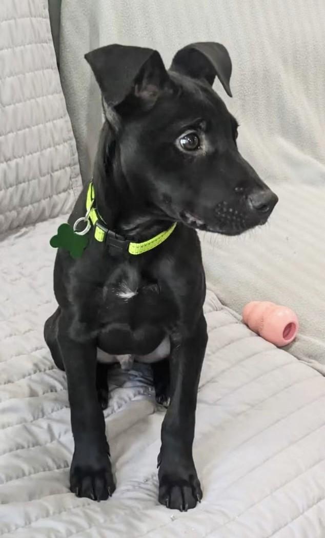 Enlarge COLT, a Adoptable mixed breed in fort worth, TX image 5/6