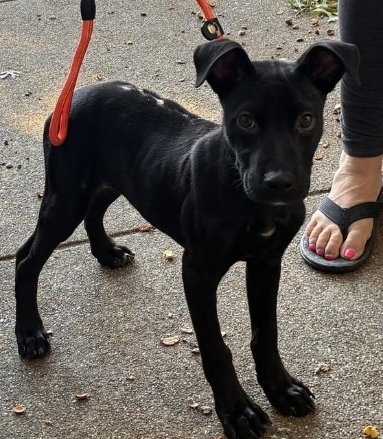 Enlarge COLT, a Adoptable mixed breed in fort worth, TX image 3/6