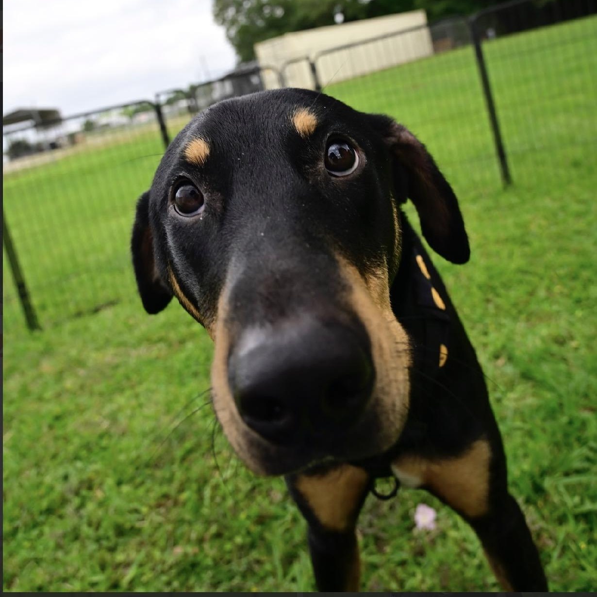 Strawberry, Adoptable, Young Female Doberman Pinscher & Rottweiler.