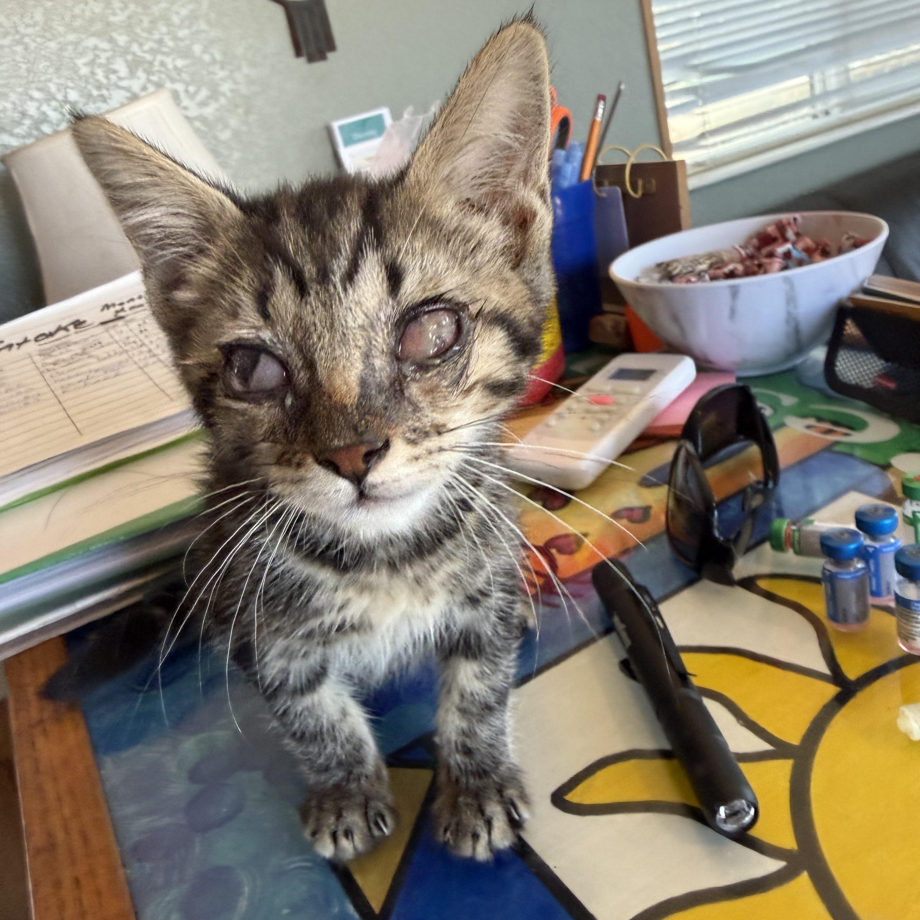Enlarge Valeria, a Adoptable Domestic Short Hair in Deming, NM image 1/1
