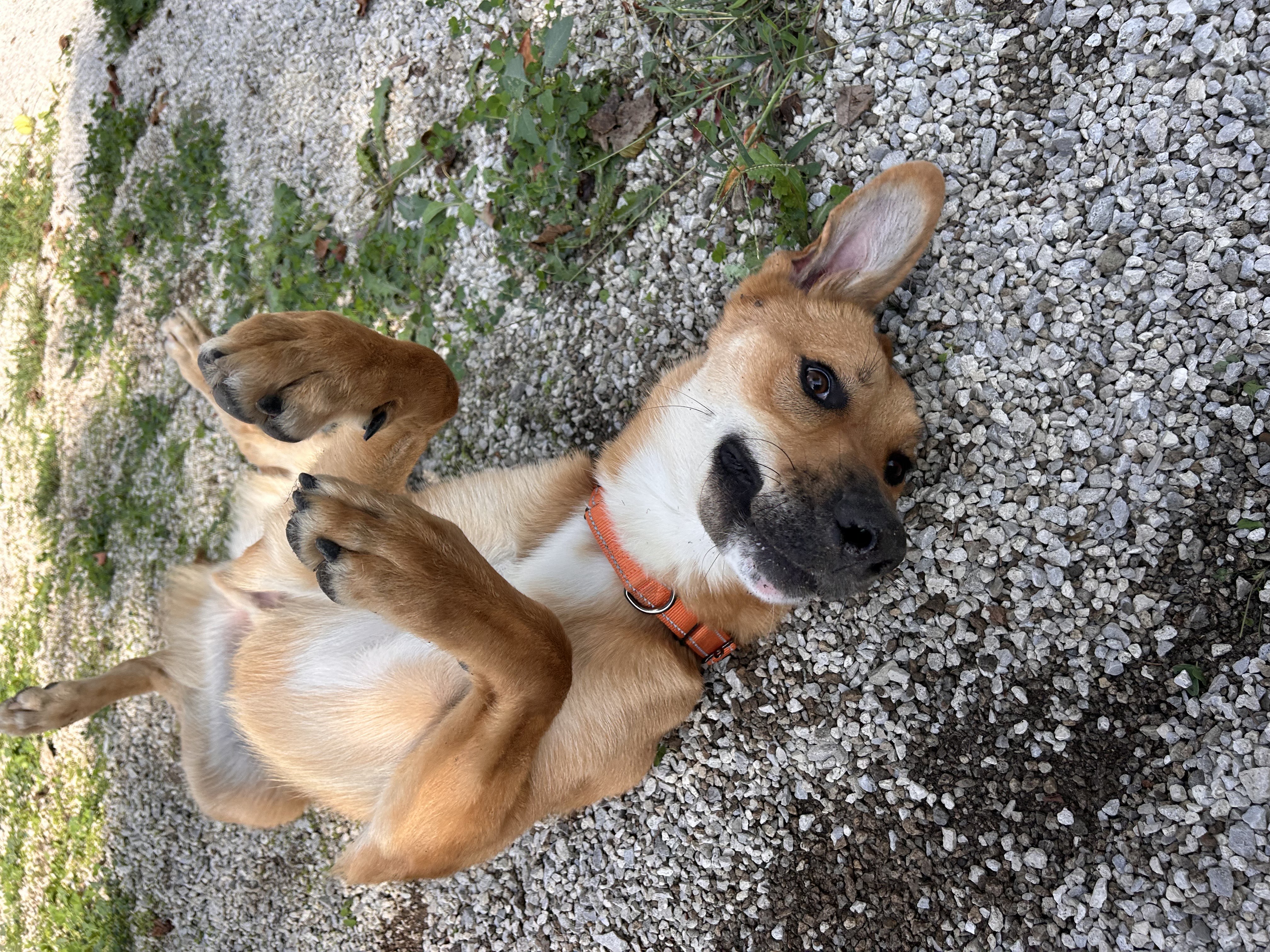 Dog for adoption Brandon, a Mixed Breed in Bowling Green, OH Petfinder