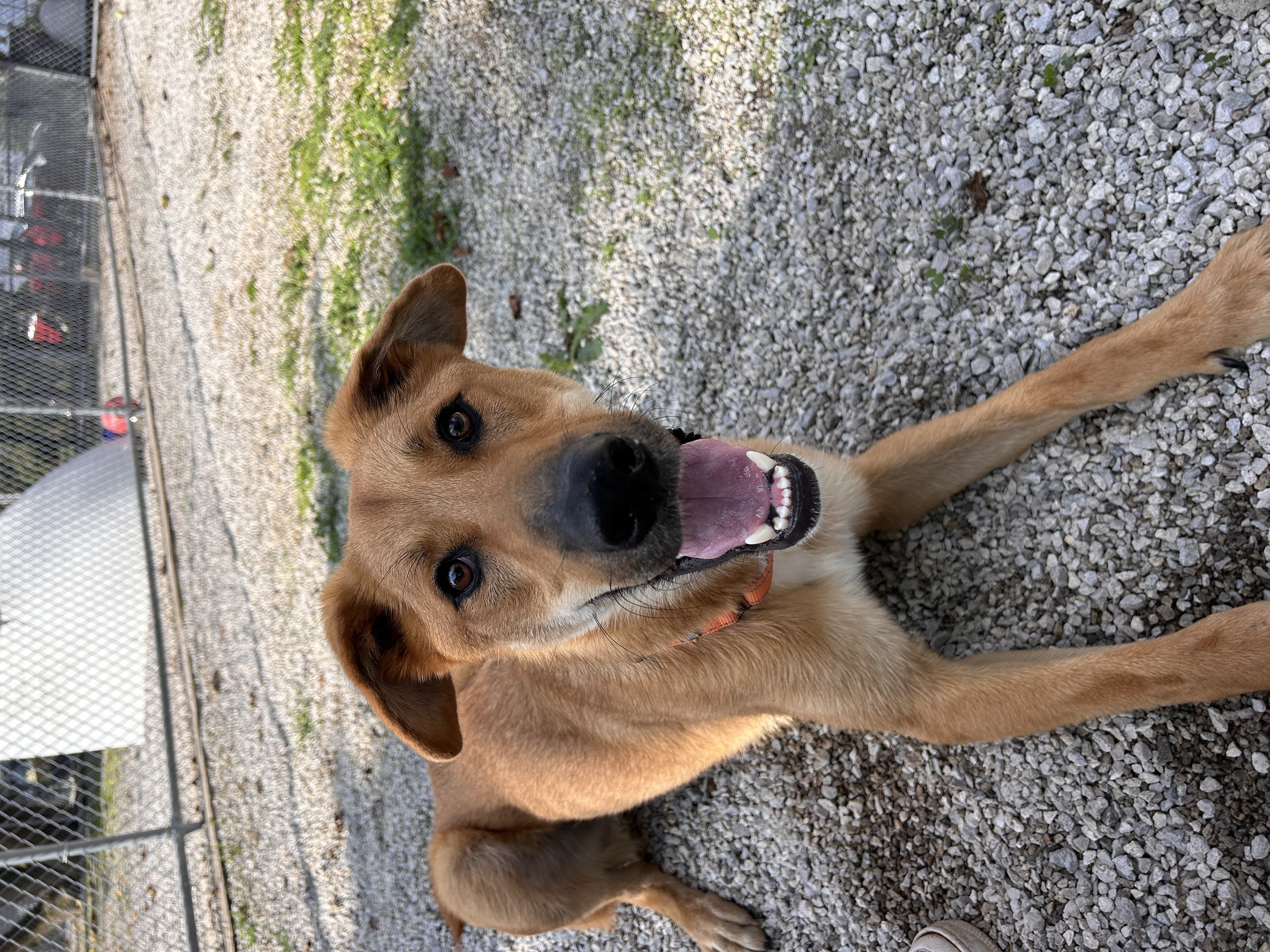 Dog for adoption Brandon, a Mixed Breed in Bowling Green, OH Petfinder