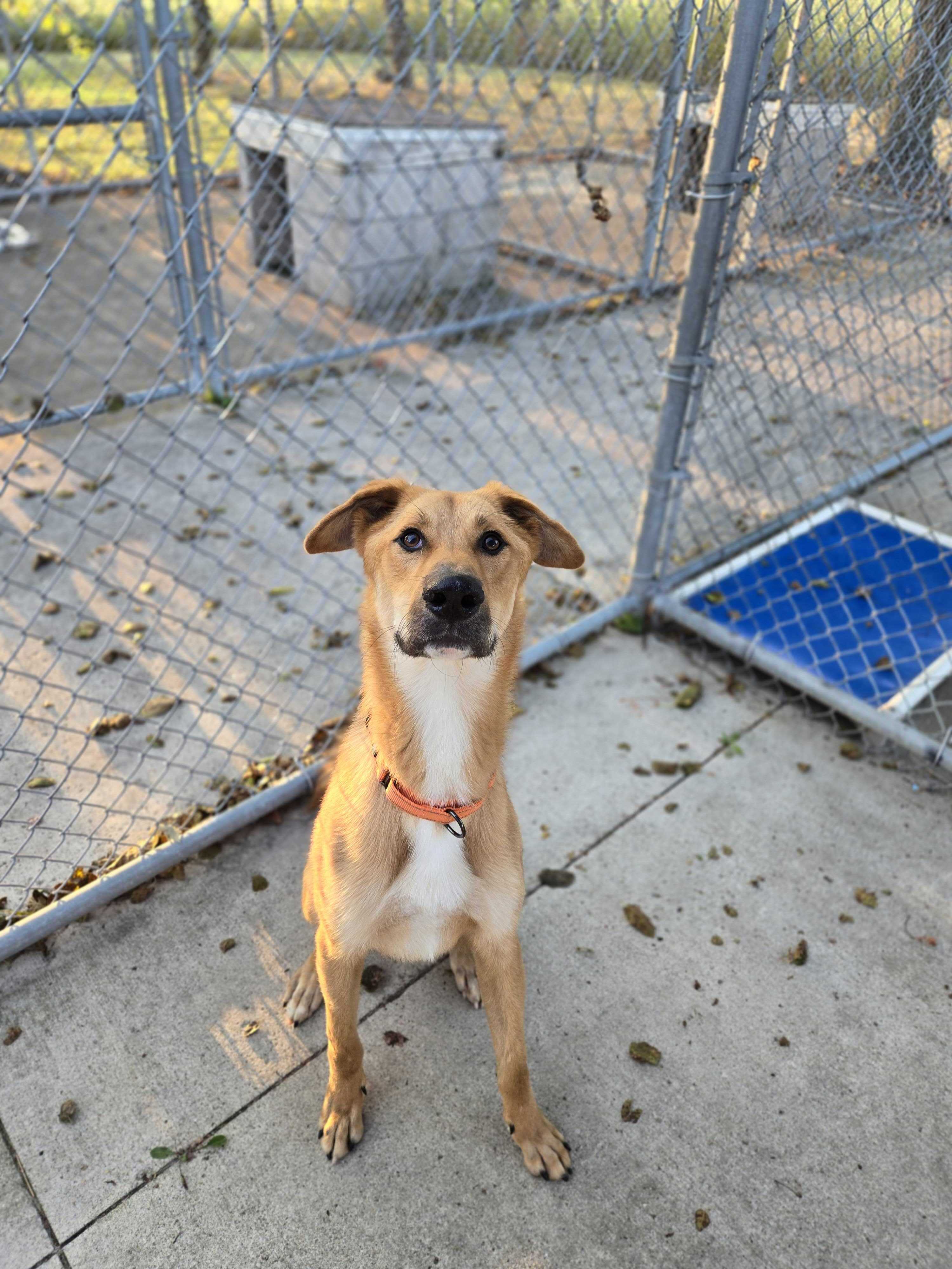 Dog for adoption Brandon, a Mixed Breed in Bowling Green, OH Petfinder