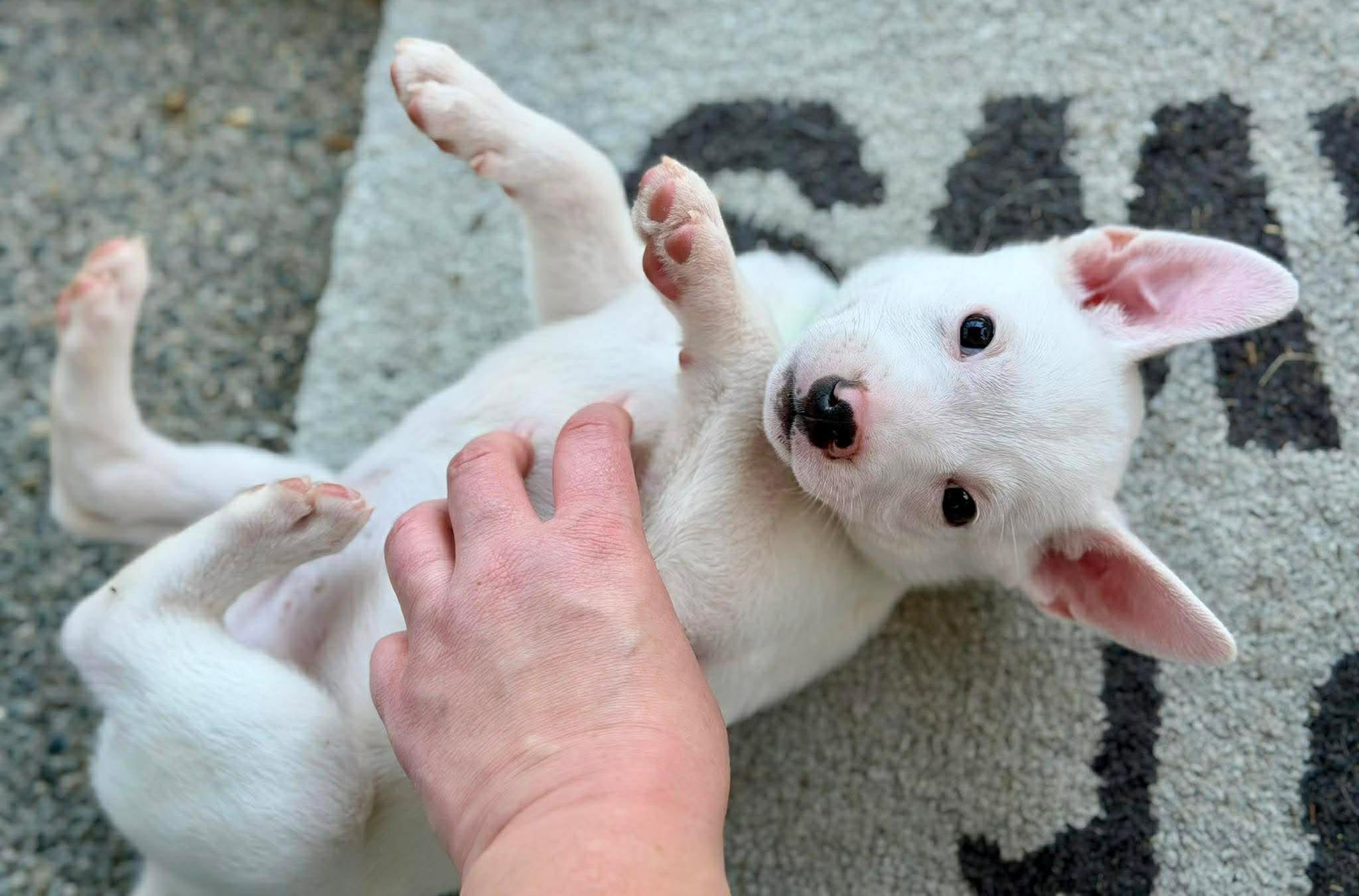 Sinclair (Gas Station litter), a ADOPTABLE mixed breed in Silvana, WA image 4/6