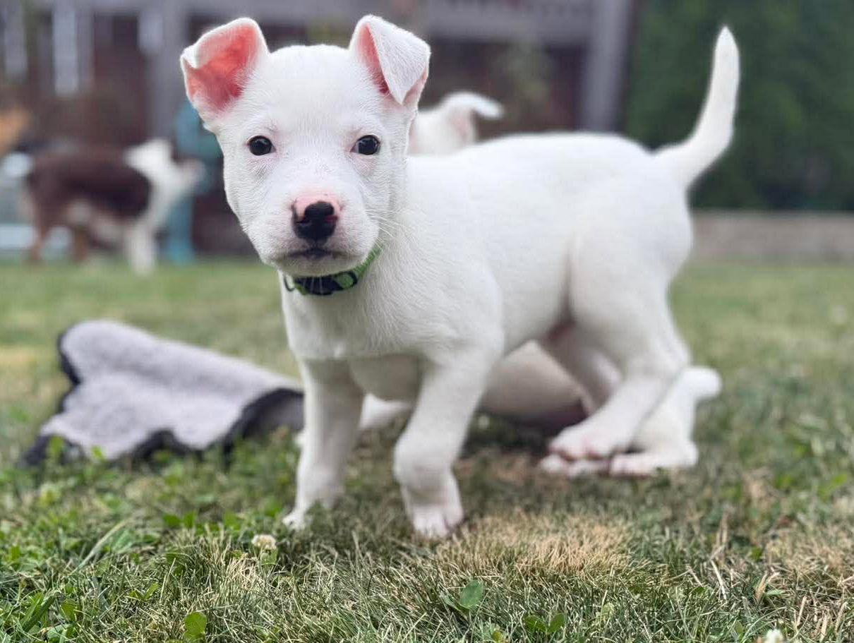Sinclair (Gas Station litter), a ADOPTABLE mixed breed in Silvana, WA image 3/6