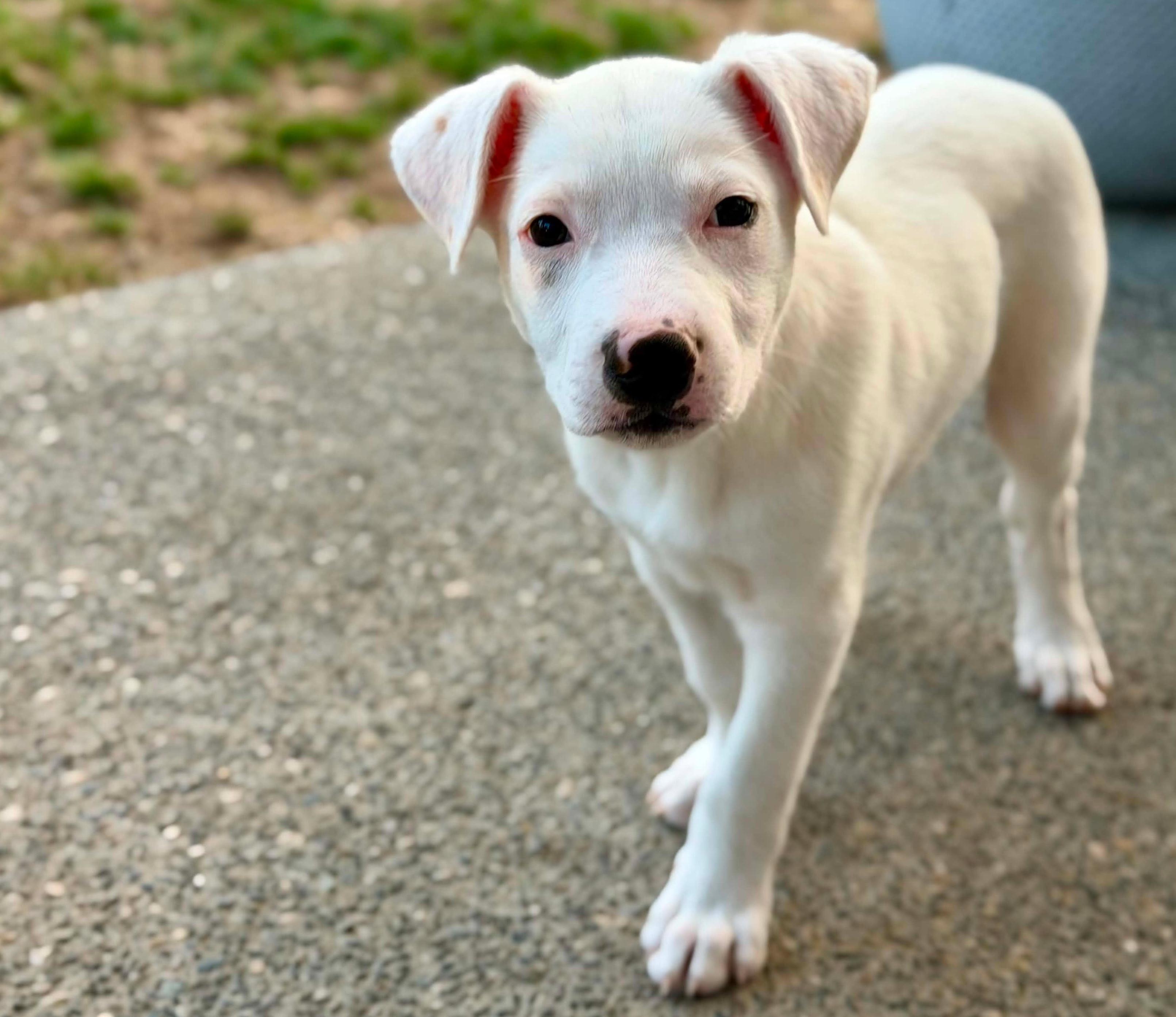 Sinclair (Gas Station litter), ADOPTABLE, Puppy Male Pit Bull Terrier & Australian Cattle Dog / Blue Heeler.