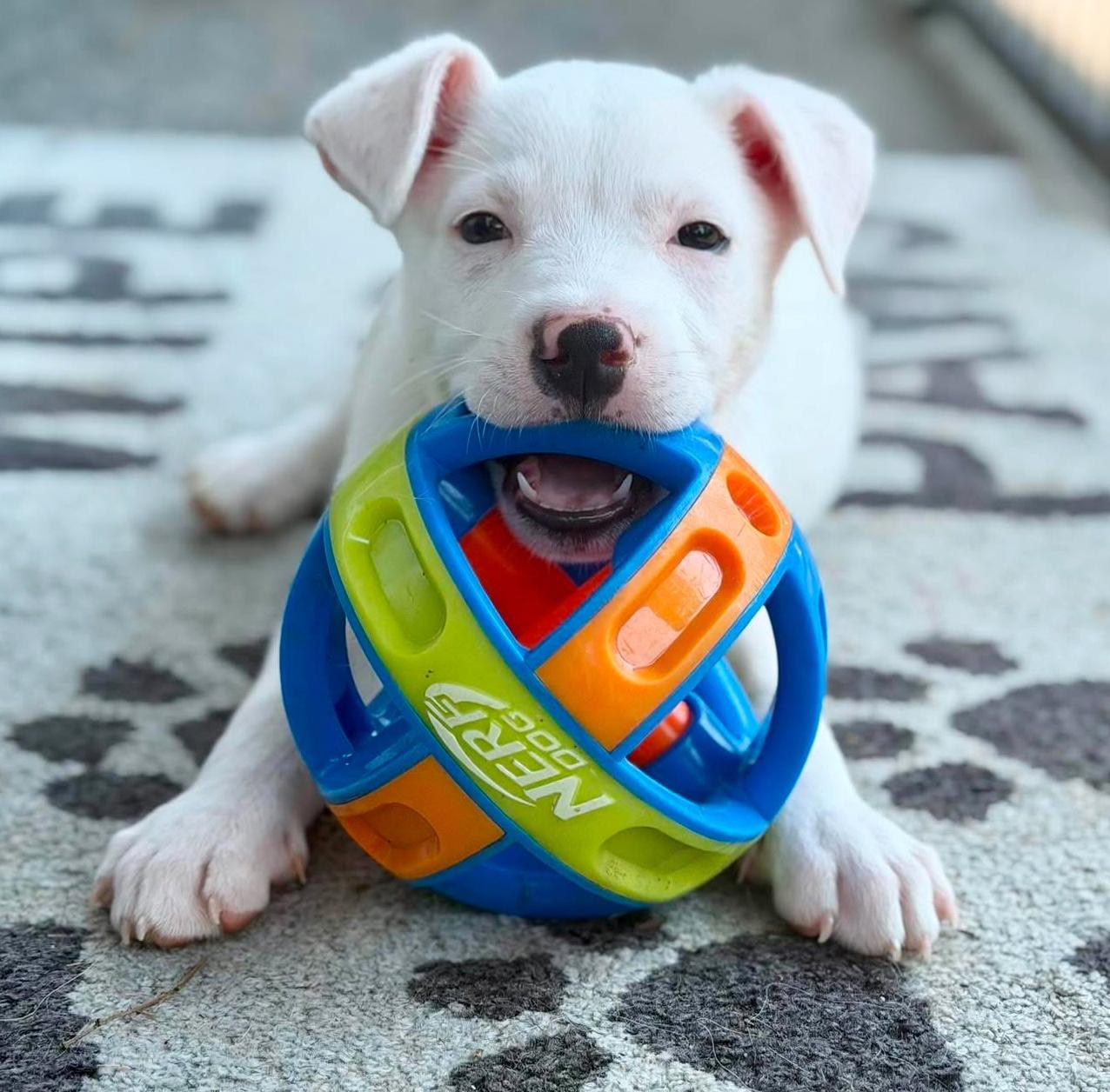 Sinclair (Gas Station litter), a ADOPTABLE mixed breed in Silvana, WA image 1/6