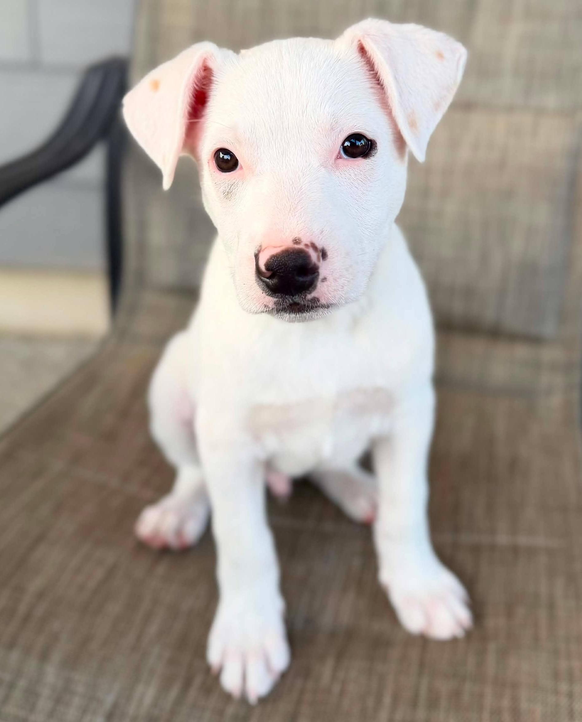 Enlarge Sinclair (Gas Station litter), a ADOPTABLE mixed breed in Silvana, WA image 2/6