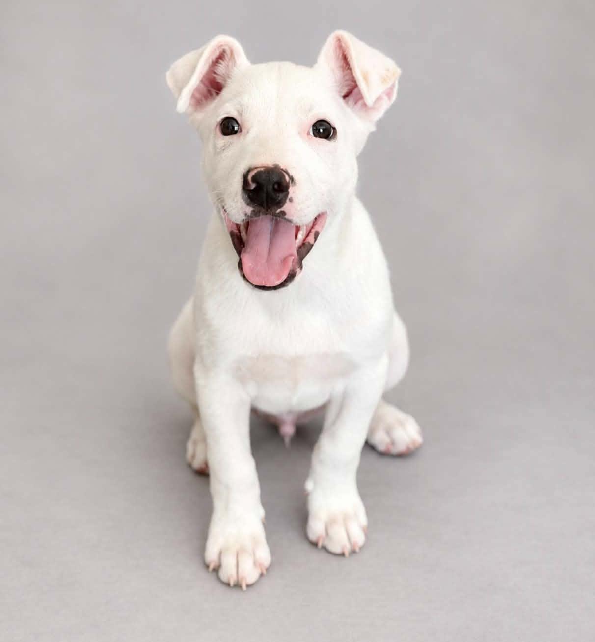 Sinclair (Gas Station litter), Adoptable, Puppy Male Pit Bull Terrier & Australian Cattle Dog / Blue Heeler.