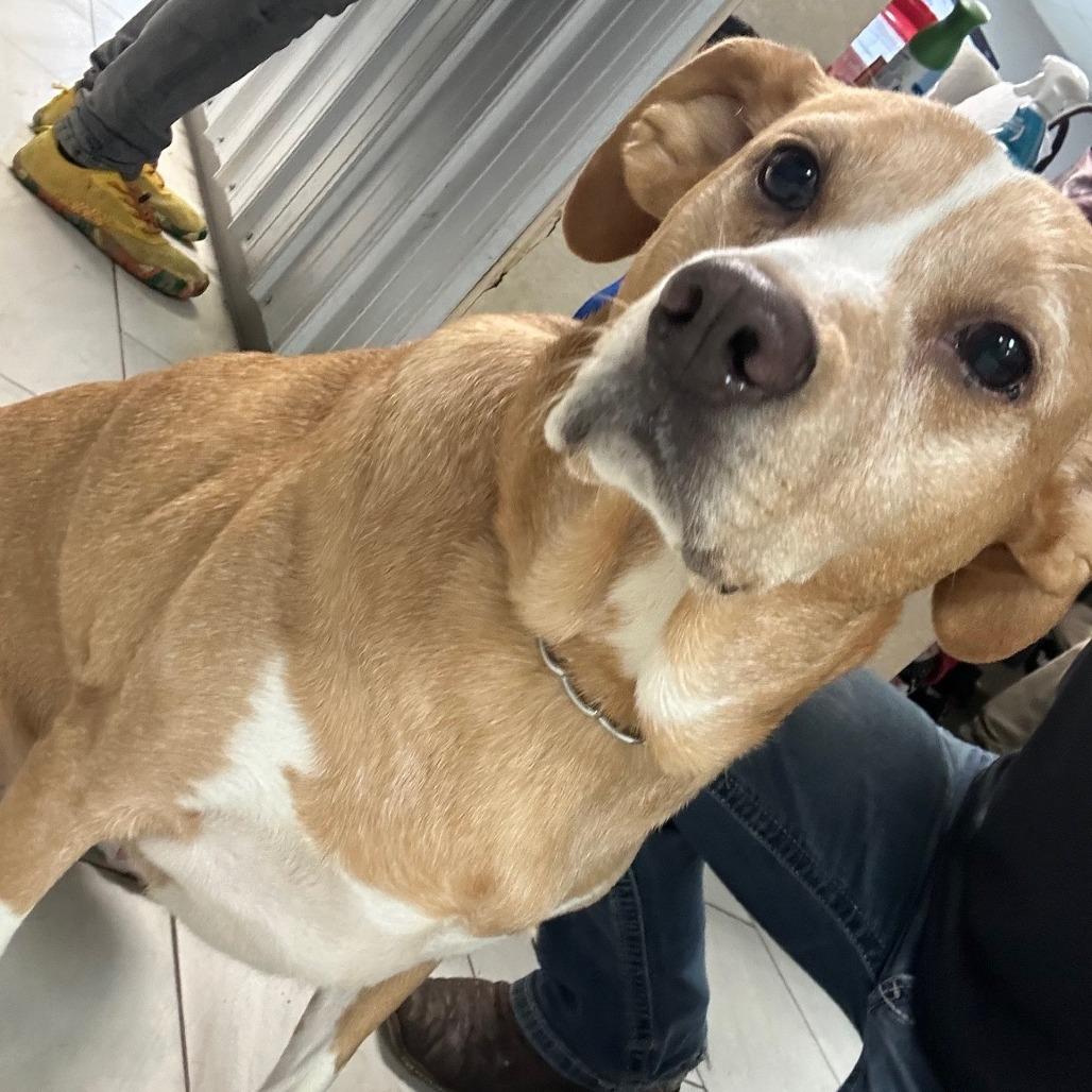 Sophie, Adoptable, Senior Female Mountain Cur.
