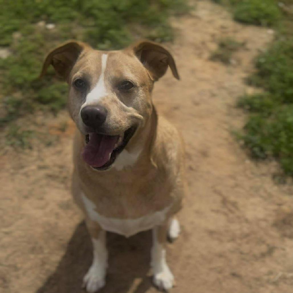 Enlarge Sophie, a Adoptable Mountain Cur in Lufkin, TX image 2/4