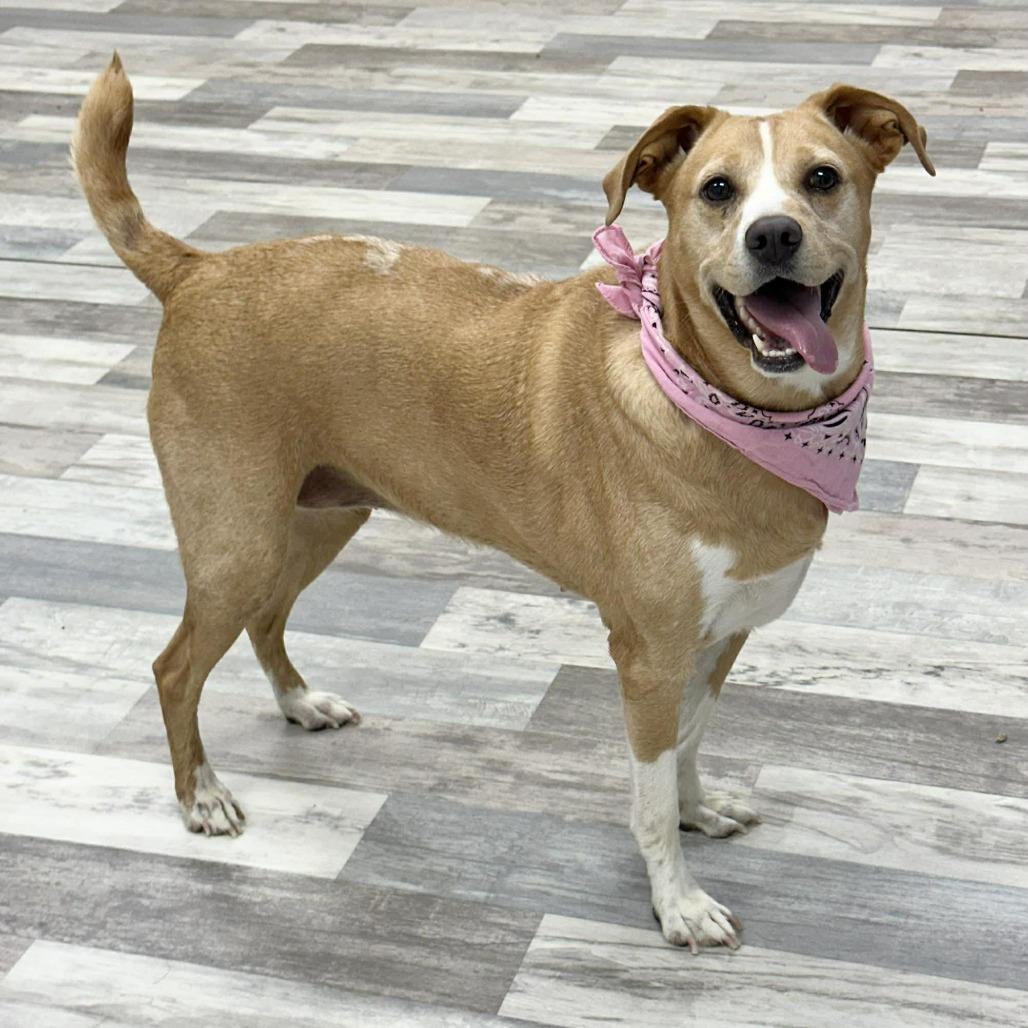 Enlarge Sophie, a Adoptable Mountain Cur in Lufkin, TX image 3/4