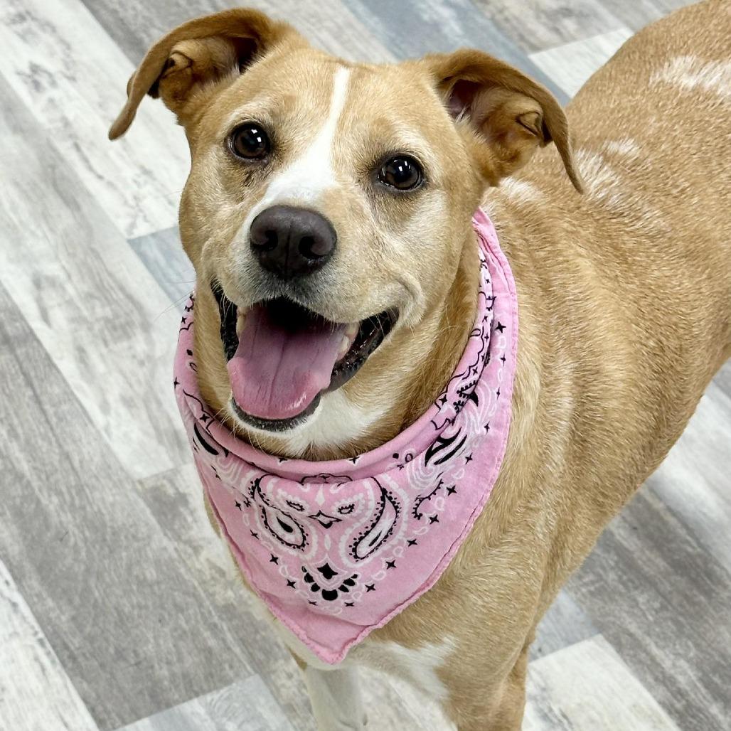 Enlarge Sophie, a Adoptable Mountain Cur in Lufkin, TX image 4/4