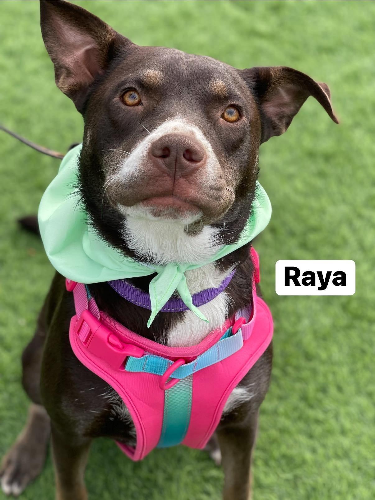 Enlarge Raya, a Adoptable mixed breed in Elburn, IL image 1/6