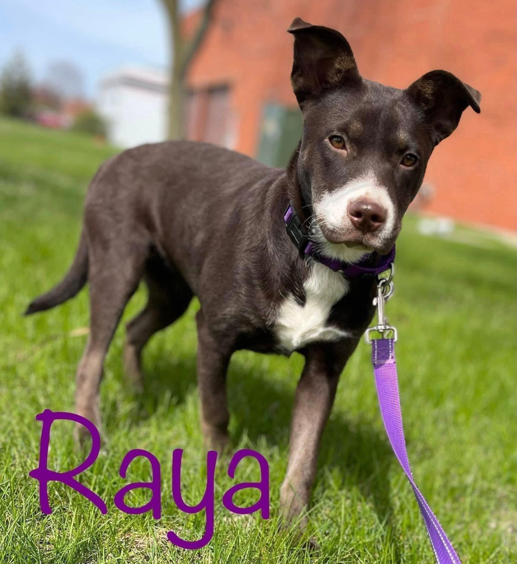 Enlarge Raya, a Adoptable mixed breed in Elburn, IL image 4/6
