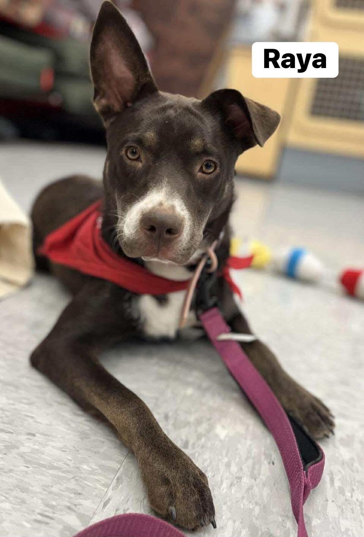 Enlarge Raya, a Adoptable mixed breed in Elburn, IL image 3/6