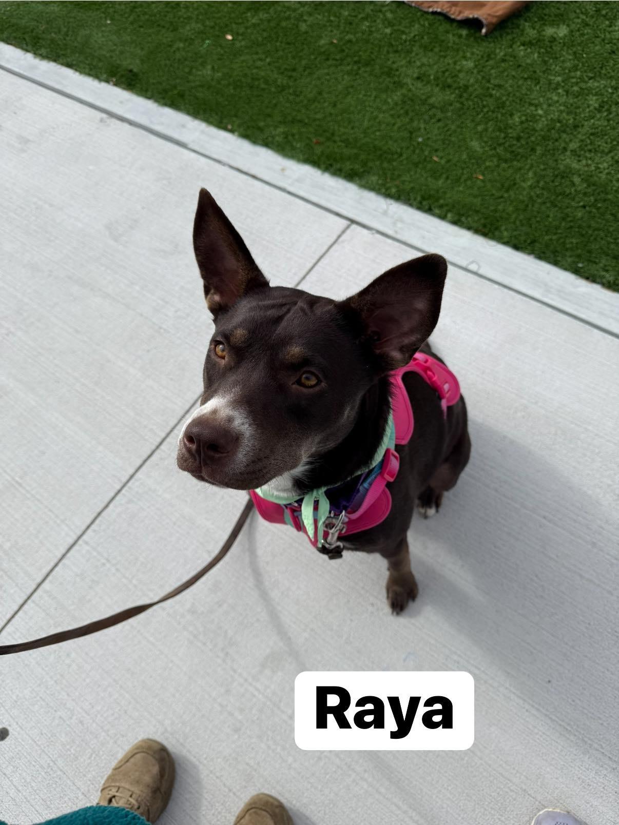 Enlarge Raya, a Adoptable mixed breed in Elburn, IL image 6/6