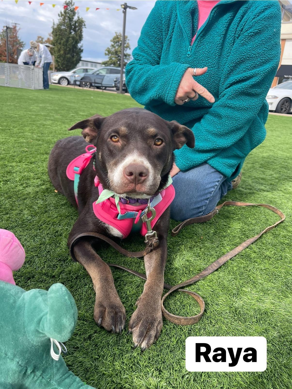 Enlarge Raya, a Adoptable mixed breed in Elburn, IL image 2/6