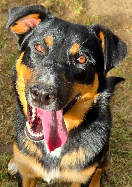 Jasper, Adoptable, Adult Male Shepherd.