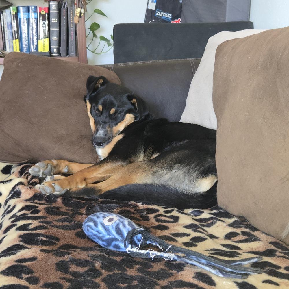 Enlarge Jasper, a Adoptable mixed breed in Lafayette, CO image 2/5