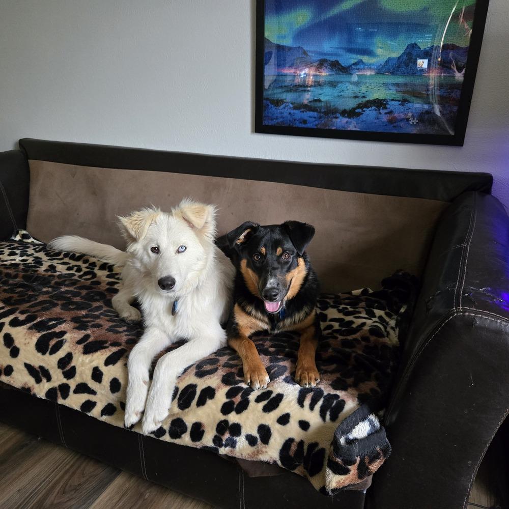 Enlarge Jasper, a Adoptable mixed breed in Lafayette, CO image 3/5