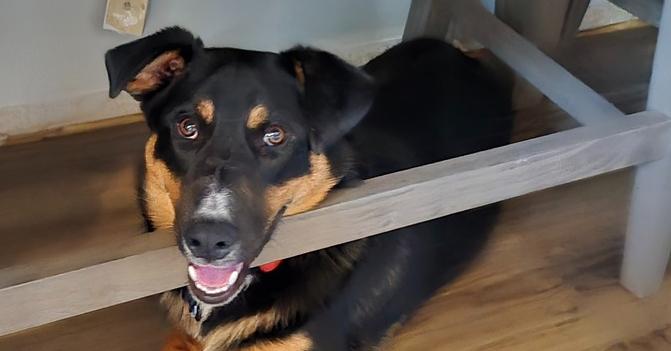 Enlarge Jasper, a Adoptable mixed breed in Lafayette, CO image 4/5