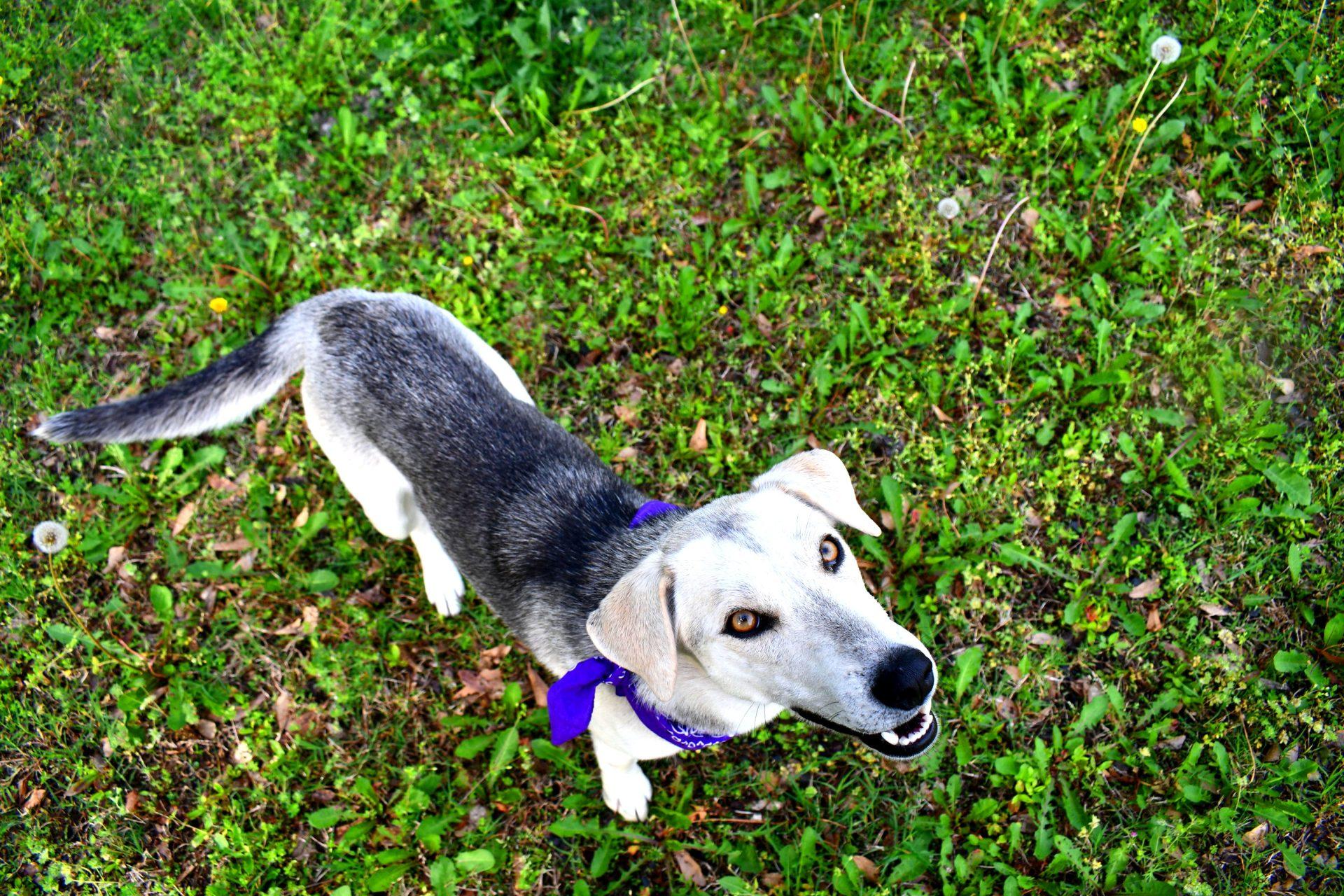 Dixie, a Adoptable mixed breed in Muldrow, OK image 2/6