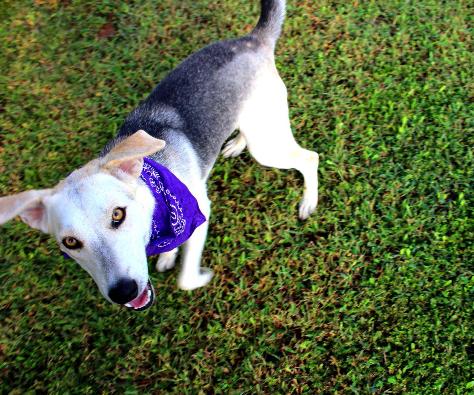 Dixie, a Adoptable mixed breed in Muldrow, OK image 3/6