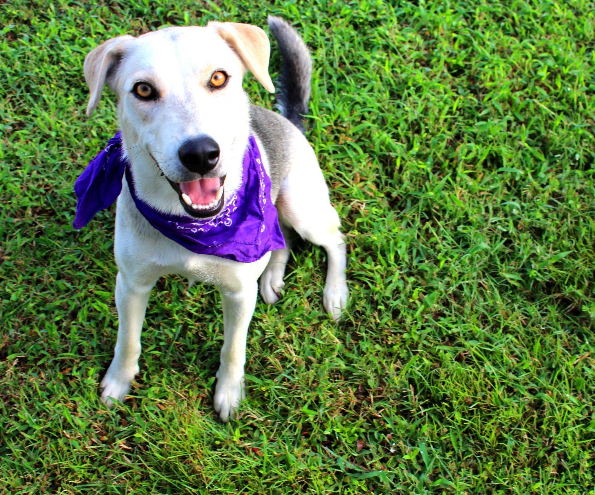 Dixie, Adoptable, Young Female Siberian Husky & German Shepherd Dog.