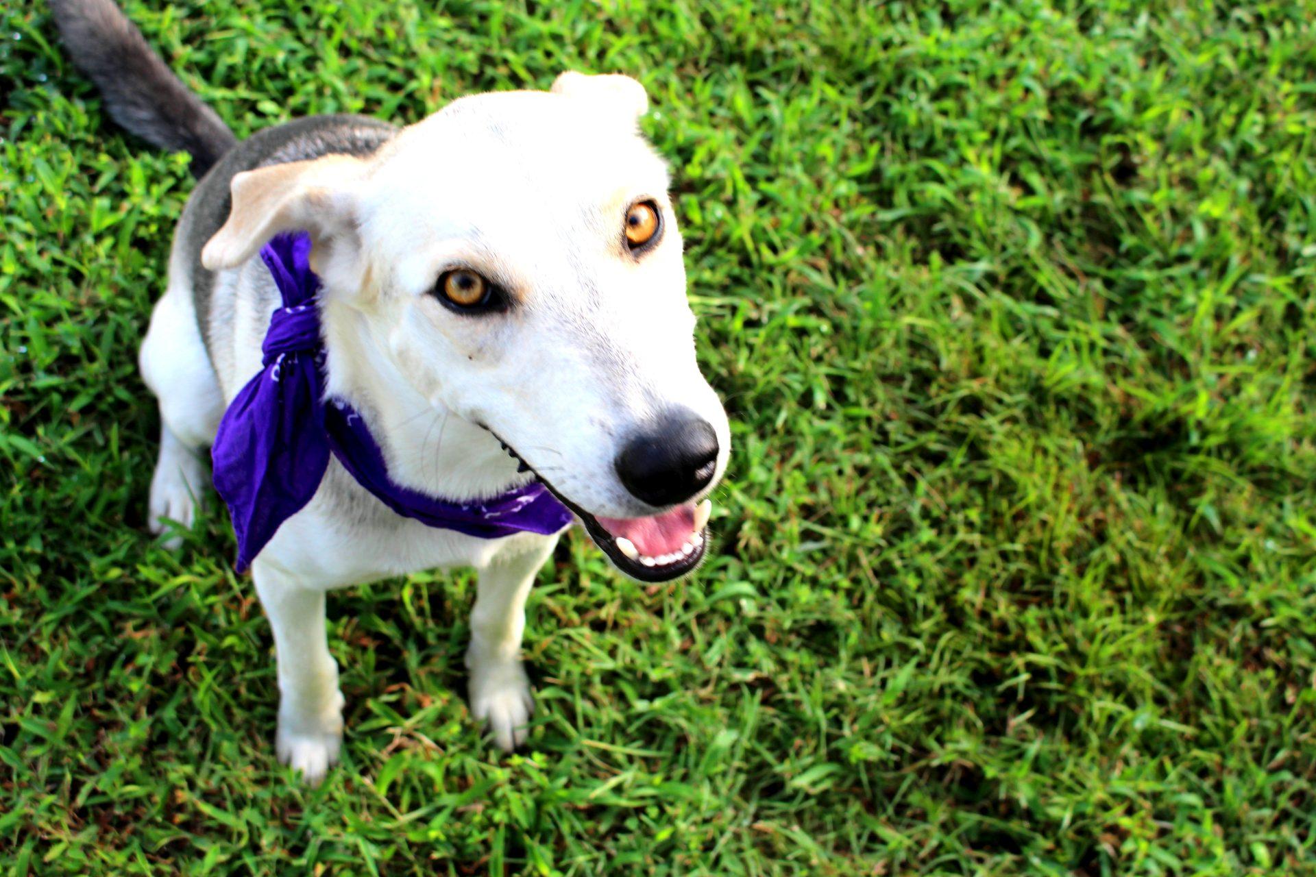 Dixie, a Adoptable mixed breed in Muldrow, OK image 6/6