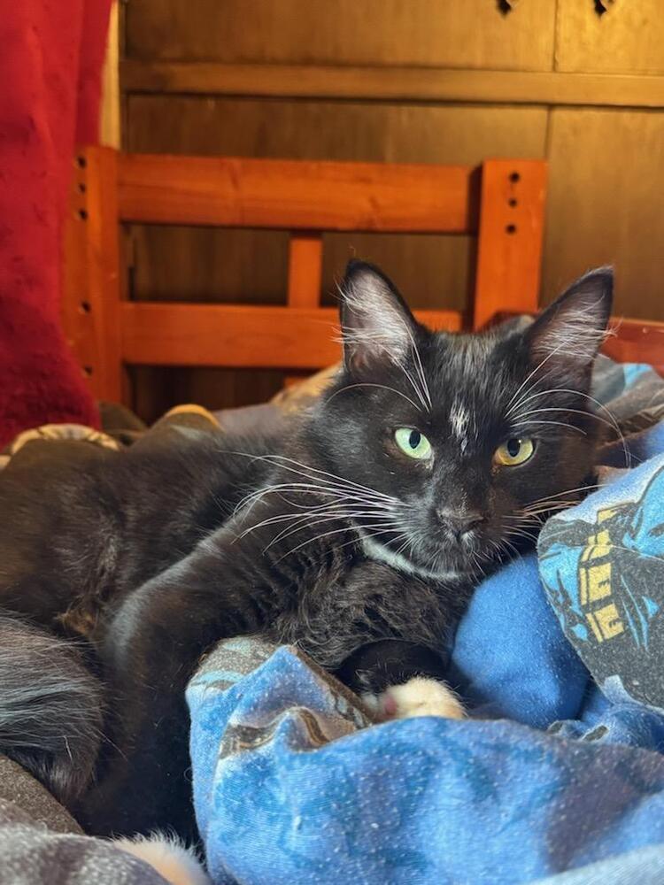 Mary Jane, Adoptable, Kitten Female Domestic Medium Hair.