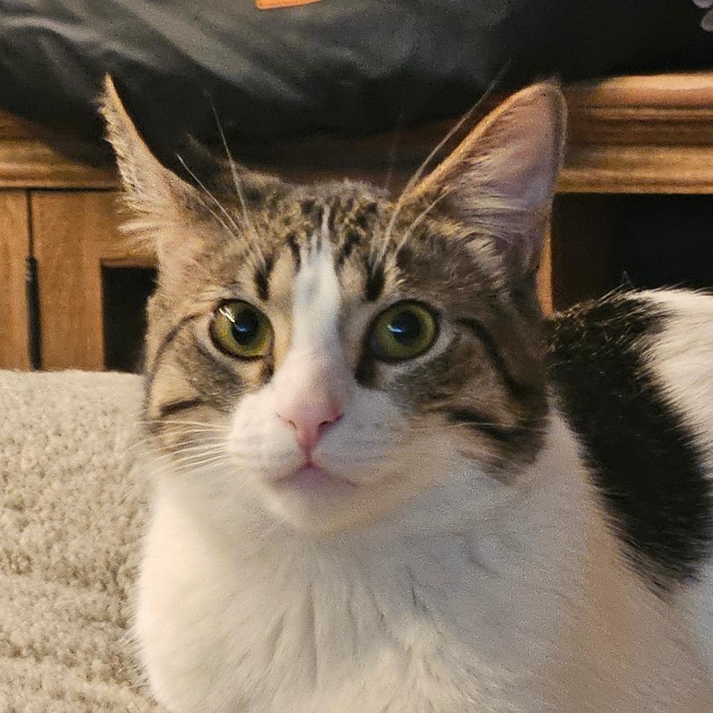 Enlarge Pippin 2, a Adoptable Domestic Short Hair in Manhattan, IL image 3/5