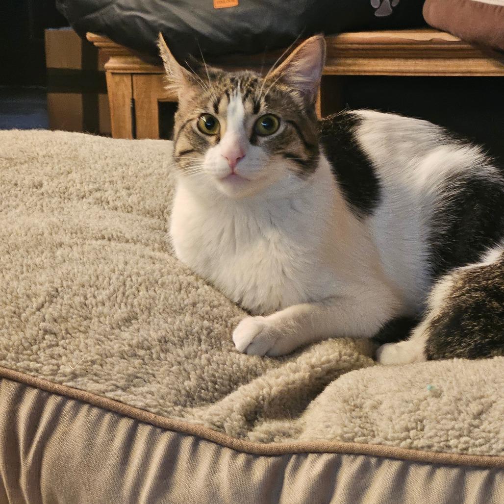 Enlarge Pippin 2, a Adoptable Domestic Short Hair in Manhattan, IL image 5/5