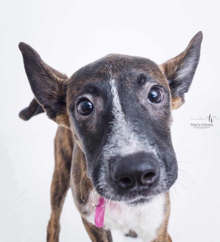 Enlarge Scarlett, a Adoptable mixed breed in CONROE, TX image 2/6