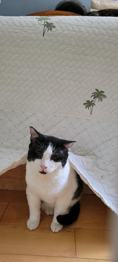 Banner, Adoptable, Adult Male Domestic Short Hair.