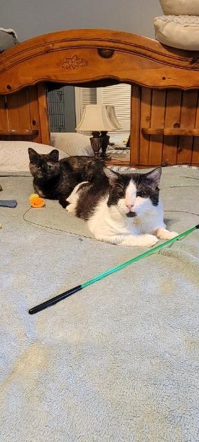 Banner, Adoptable, Adult Male Domestic Short Hair.