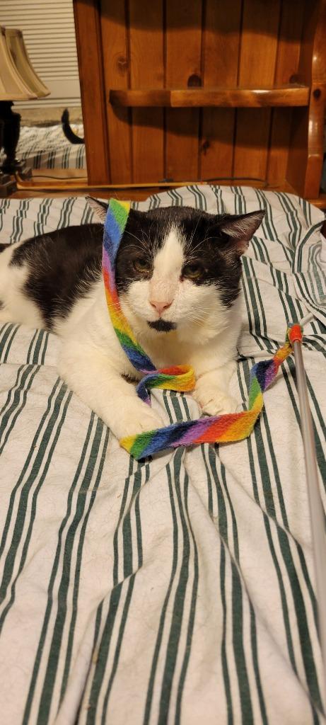 Banner, a Adoptable mixed breed in Pawtucket, RI image 2/6