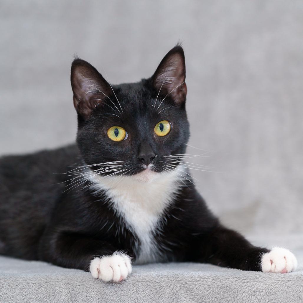 Enlarge Tuxie, a Adoptable Domestic Short Hair in Sunnyvale, CA image 1/3