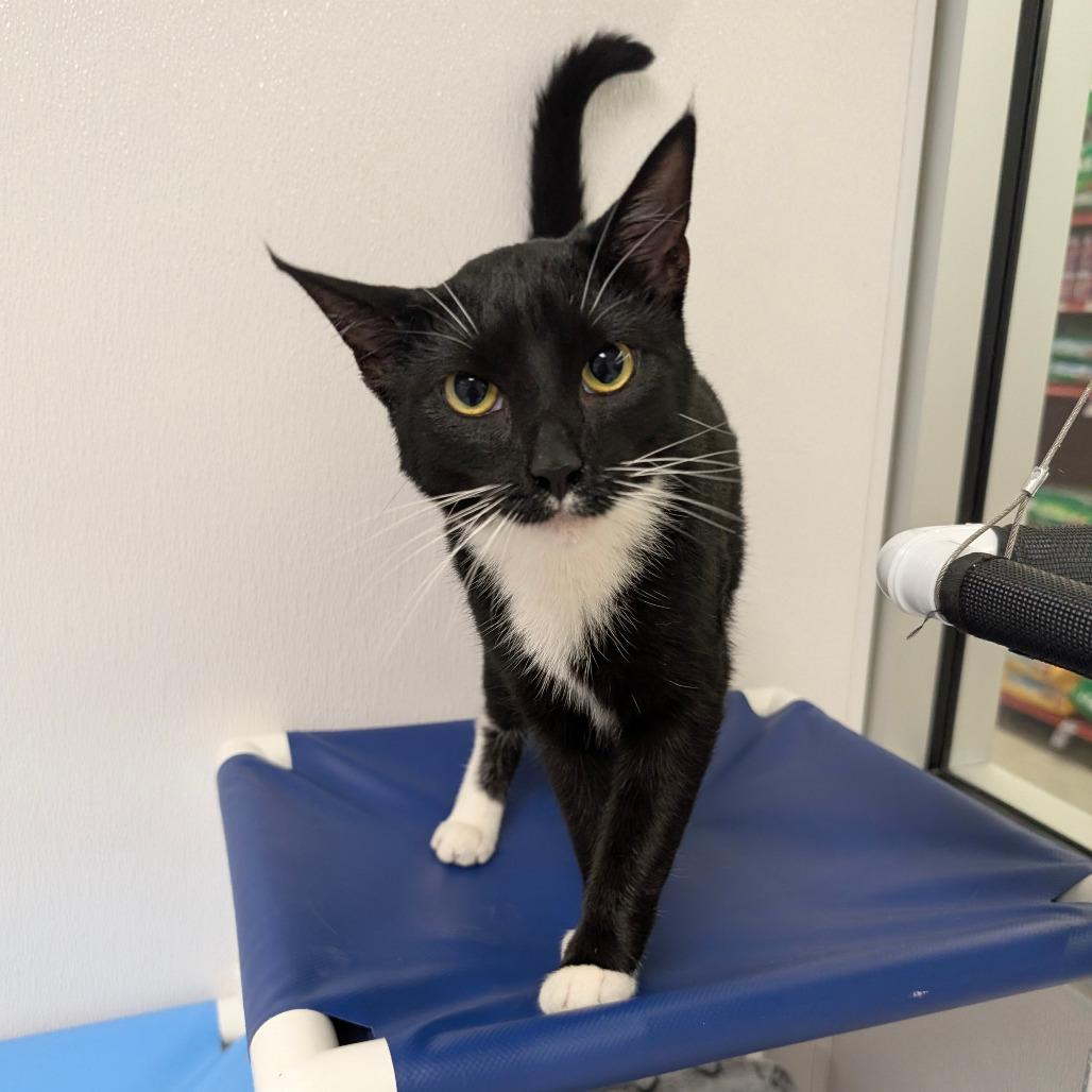 Enlarge Tuxie, a Adoptable Domestic Short Hair in Sunnyvale, CA image 3/3