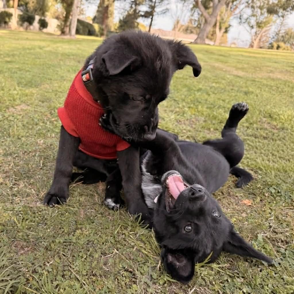Enlarge Posey, a ADOPTABLE mixed breed in Reseda, CA image 3/6