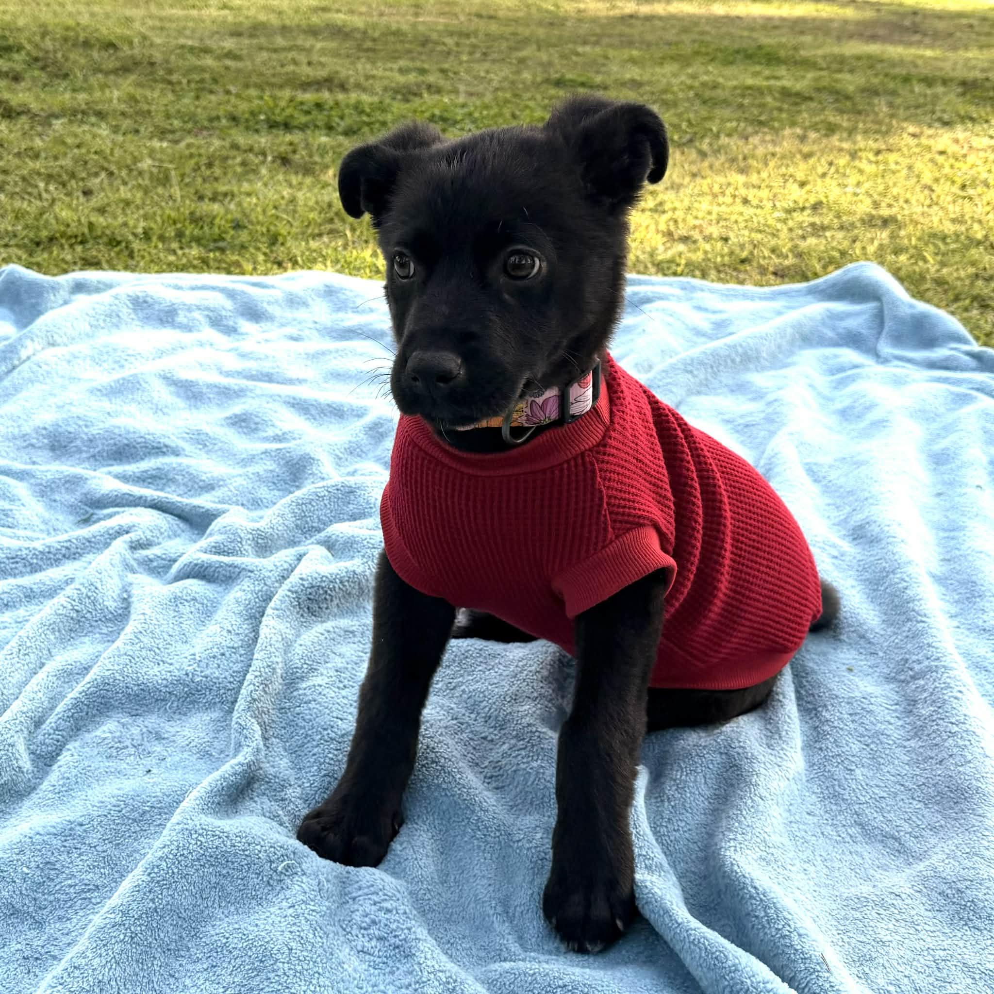 Enlarge Posey, a ADOPTABLE mixed breed in Reseda, CA image 2/6