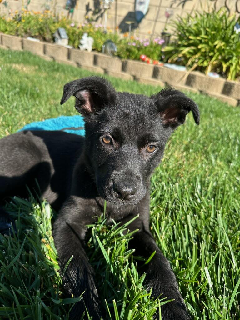 Enlarge Posey, a ADOPTABLE mixed breed in Reseda, CA image 5/6