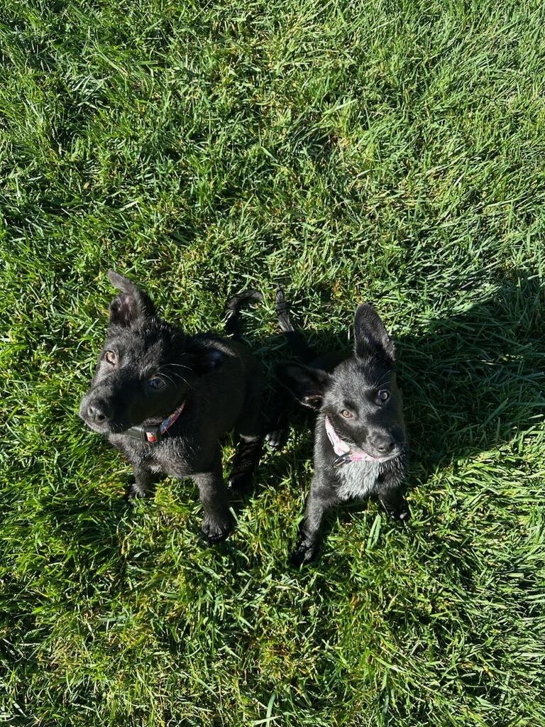 Enlarge Posey, a ADOPTABLE mixed breed in Reseda, CA image 6/6